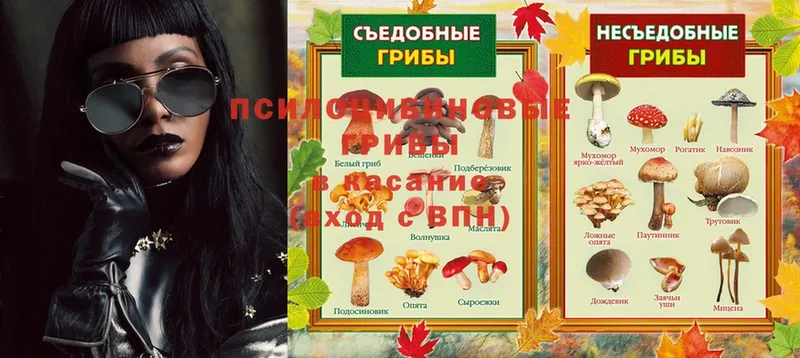 Псилоцибиновые грибы Psilocybe  закладка  Мыски 