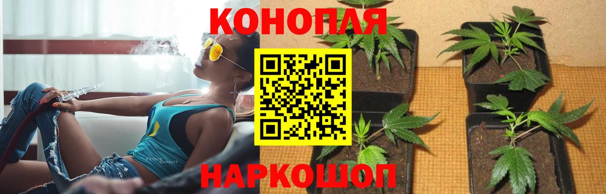 МАРИХУАНА сатива Мыски